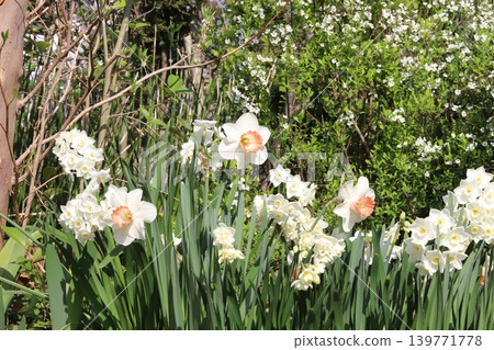 The sight of trumpet daffodils, cluster daffodils, and spirea in full bloom in a spring garden. The sight of trumpet daffodils, cluster daffodils, and spirea in full bloom in a spring garden. 139771778