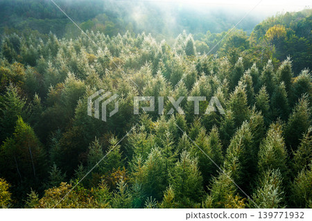 清晨，落葉松林籠罩在露水和薄霧中：北海道如夢似幻的森林景觀。 139771932