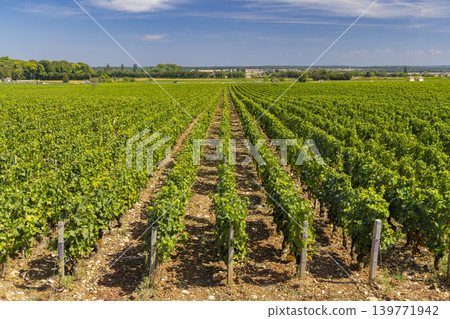 Typical vineyards near Clos de Vougeot, Cote de Nuits, Burgundy, France Typical vineyards near Clos de Vougeot, Cote de Nuits, Burgundy, France 139771942