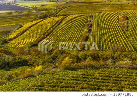 Vineyards under Palava, Southern Moravia, Czech Republic Vineyards under Palava, Southern Moravia, Czech Republic 139771993