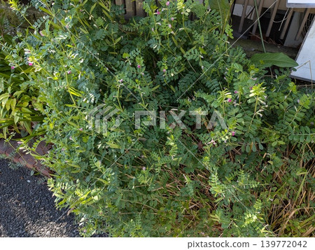 一盆長滿了野豌豆的花盆。 一盆長滿了野豌豆的花盆。 139772042