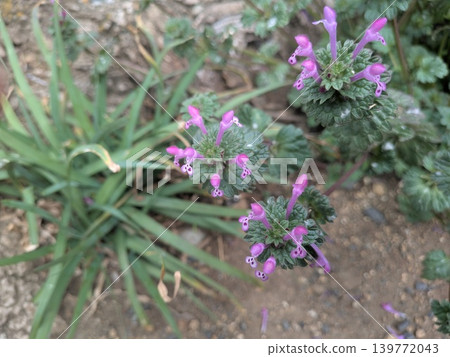 Pink flowers of Lamium amplexicaule blooming in the spring garden Pink flowers of Lamium amplexicaule blooming in the spring garden 139772043
