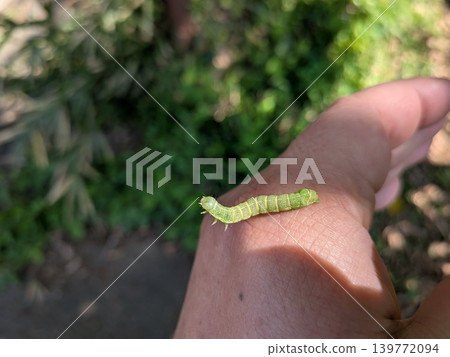 一隻毛毛蟲在手上行走 一隻毛毛蟲在手上行走 139772094