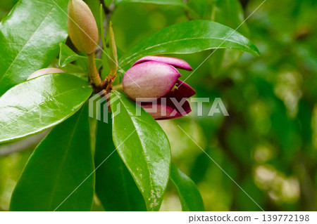 木蘭科（Magnoliaceae）的香花 139772198