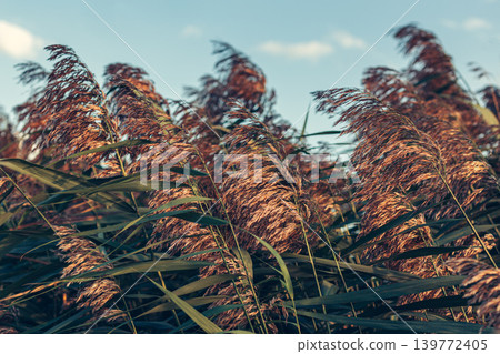 Reeds near the lake blowing in the wind at golden sunset light. Reeds near the lake blowing in the wind at golden sunset light. 139772405
