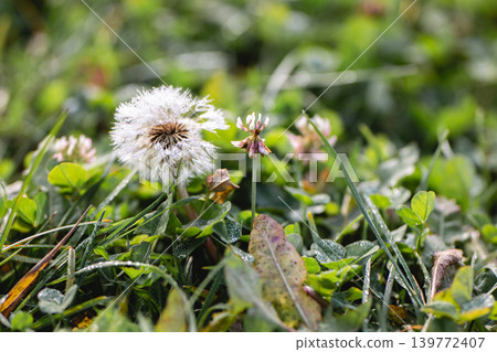 Dandelion with dewdrops in the early autumn morning. Dandelion with dewdrops in the early autumn morning. 139772407