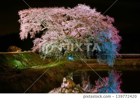 The cherry blossoms of Hōsui are illuminated at night (Fukushima City, Fukushima Prefecture, early April). The cherry blossoms of Hōsui are illuminated at night (Fukushima City, Fukushima Prefecture, early April). 139772420