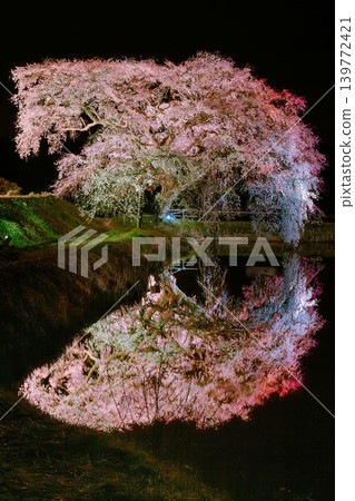 The cherry blossoms of Hōsui are illuminated at night (Fukushima City, Fukushima Prefecture, early April). The cherry blossoms of Hōsui are illuminated at night (Fukushima City, Fukushima Prefecture, early April). 139772421
