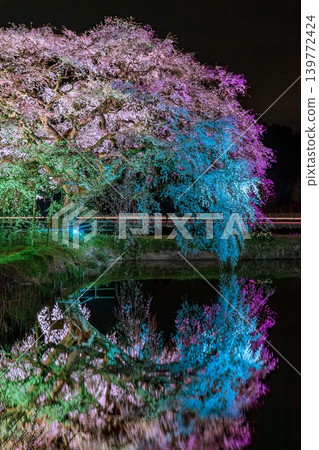 The cherry blossoms of Hōsui are illuminated at night (Fukushima City, Fukushima Prefecture, early April). The cherry blossoms of Hōsui are illuminated at night (Fukushima City, Fukushima Prefecture, early April). 139772424
