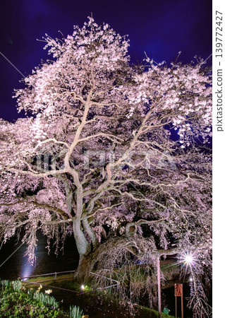 The cherry blossoms of Hōsui are illuminated at night (Fukushima City, Fukushima Prefecture, early April). The cherry blossoms of Hōsui are illuminated at night (Fukushima City, Fukushima Prefecture, early April). 139772427