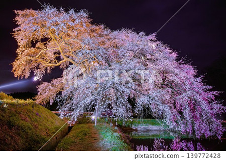 The cherry blossoms of Hōsui are illuminated at night (Fukushima City, Fukushima Prefecture, early April). The cherry blossoms of Hōsui are illuminated at night (Fukushima City, Fukushima Prefecture, early April). 139772428