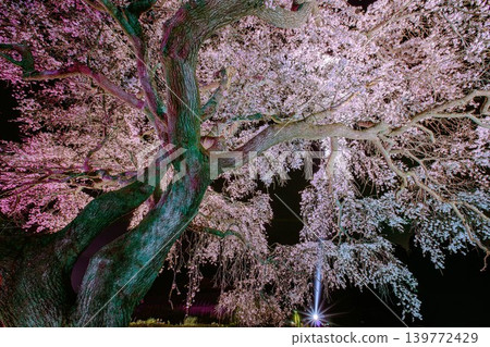 The cherry blossoms of Hōsui are illuminated at night (Fukushima City, Fukushima Prefecture, early April). The cherry blossoms of Hōsui are illuminated at night (Fukushima City, Fukushima Prefecture, early April). 139772429