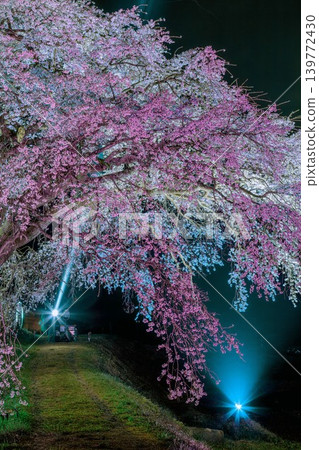 The cherry blossoms of Hōsui are illuminated at night (Fukushima City, Fukushima Prefecture, early April). The cherry blossoms of Hōsui are illuminated at night (Fukushima City, Fukushima Prefecture, early April). 139772430