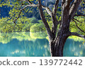 Fresh greenery in the "Submerged Forest of Lake Shirakawa" (Iide Town, Yamagata Prefecture, late April) 139772442