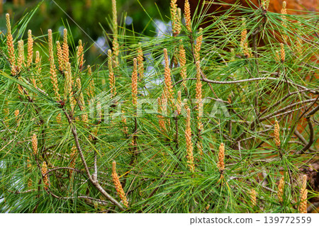 Male flower of conifer Pinaceae Japanese red pine Male flower of conifer Pinaceae Japanese red pine 139772559
