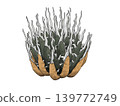 Agave eborispina 'Kagero' 139772749