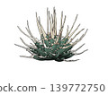 Agave eborispina (straight) 139772750