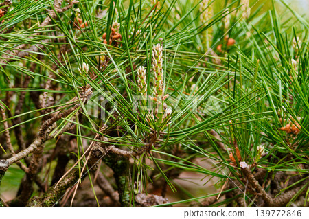 日本黑松(Pinus thunbergii)的雄花與雌花 日本黑松(Pinus thunbergii)的雄花與雌花 139772846