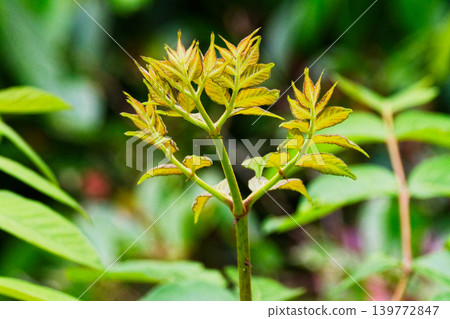 New shoots of Aralia aralia New shoots of Aralia aralia 139772847