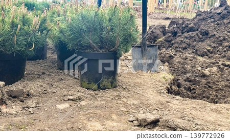 Young Pine Trees Ready for Planting with Soil and Shovel in Urban Spring Park Young Pine Trees Ready for Planting with Soil and Shovel in Urban Spring Park 139772926