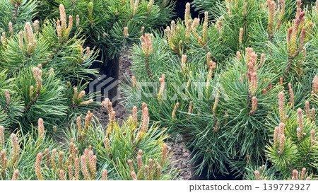 Young Pine Trees in Nursery Containers Ready for Planting Young Pine Trees in Nursery Containers Ready for Planting 139772927