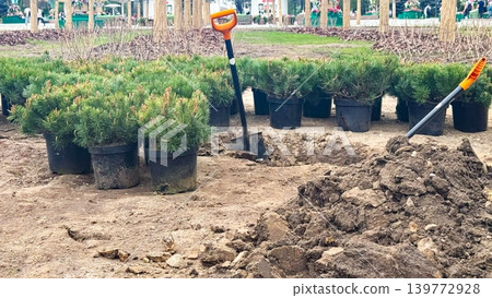Tree Planting Site with Young Pine Saplings, Shovels, and Soil Preparation Tree Planting Site with Young Pine Saplings, Shovels, and Soil Preparation 139772928