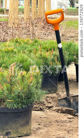 Shovel Near Young Pine Trees Ready for Planting in Nursery Garden Shovel Near Young Pine Trees Ready for Planting in Nursery Garden 139772929