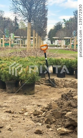 Shovel Near Young Pine Trees Ready for Planting in Urban Park Shovel Near Young Pine Trees Ready for Planting in Urban Park 139772930