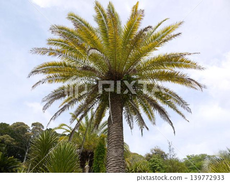 Palm trees shining in the blue sky Palm trees shining in the blue sky 139772933