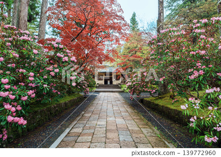 高野山靈寶館的杜鵑花 高野山靈寶館的杜鵑花 139772960