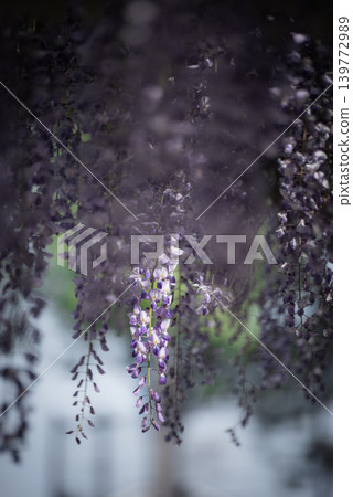 A cluster of wisteria shining brightly A cluster of wisteria shining brightly 139772989