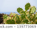 Prickly Pear Cactus Above Deep Blue Sea Coastal Landscape 139773069