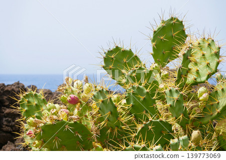 Prickly Pear Cactus Above Deep Blue Sea Coastal Landscape 139773069