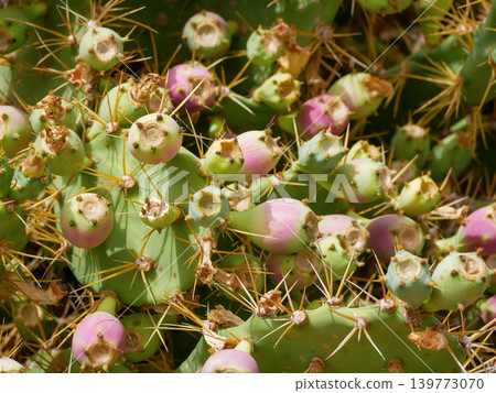 Prickly Pear Cactus Texture Background with Colorful Exotic Fruits in Tropical Sunlight Prickly Pear Cactus Texture Background with Colorful Exotic Fruits in Tropical Sunlight 139773070