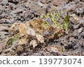 Drought Resistant Cactus Growing in Harsh Rocky Desert Environment Under Extreme Heat 139773074
