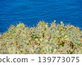 Prickly Pear Cactus Above Deep Blue Sea Coastal Landscape 139773075