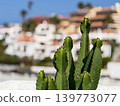 Green Cactus Against Blurred Luxury Tenerife Resort Background in Sunny Tropical Destination 139773077
