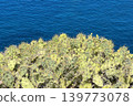 Prickly Pear Cactus Above Deep Blue Sea Coastal Landscape 139773078