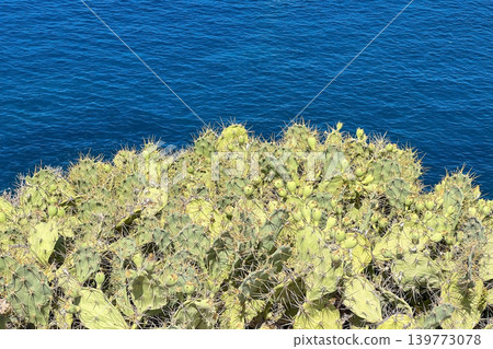 Prickly Pear Cactus Above Deep Blue Sea Coastal Landscape Prickly Pear Cactus Above Deep Blue Sea Coastal Landscape 139773078