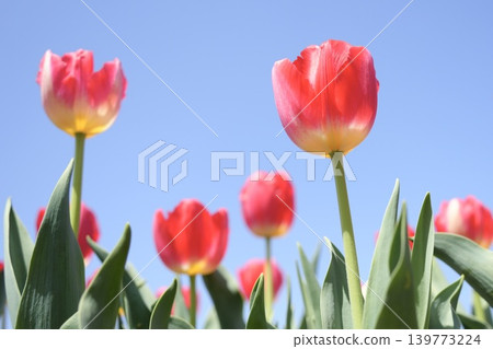 Tulips blooming toward the blue sky Tulips blooming toward the blue sky 139773224