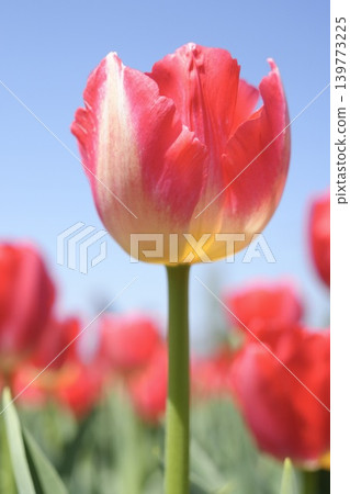 Tulips blooming toward the blue sky Tulips blooming toward the blue sky 139773225