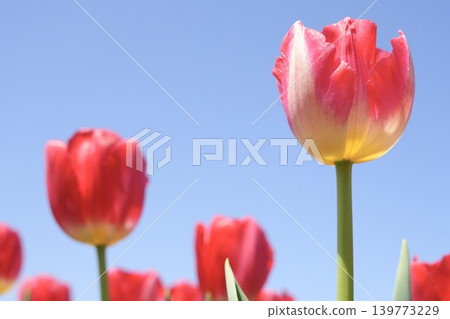 Tulips blooming toward the blue sky Tulips blooming toward the blue sky 139773229
