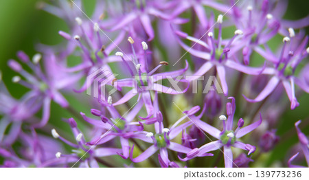 Close-up view of delicate purple allium flowers with intricate stamens and pistils 139773236