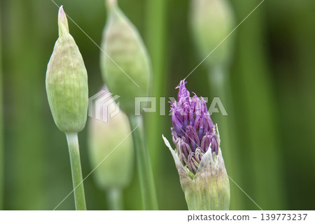 Close-up of a single purple allium flower bud beginning to bloom against a soft green background Close-up of a single purple allium flower bud beginning to bloom against a soft green background 139773237