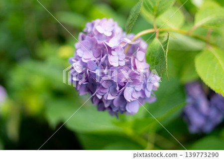 紫色繡球花 紫色繡球花 139773290