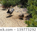 A pair of rock ptarmigan on Mount Tsubakuro 139773292