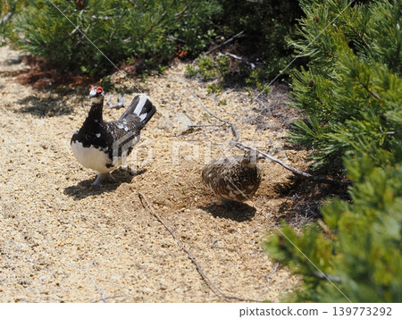 A pair of rock ptarmigan on Mount Tsubakuro A pair of rock ptarmigan on Mount Tsubakuro 139773292