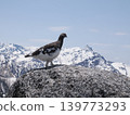 A rock ptarmigan gazing at Mt. Yarigatake from the summit of Mt. Tsubakurodake. 139773293