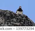 A ptarmigan looking at me from atop a rock. 139773294