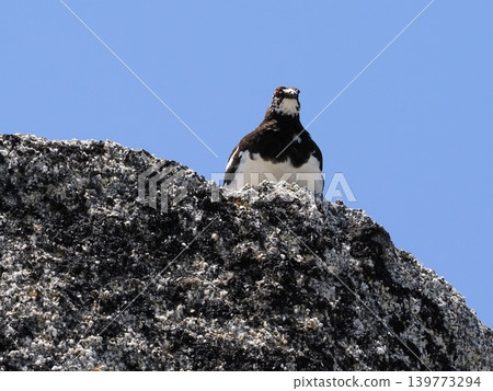 A ptarmigan looking at me from atop a rock. A ptarmigan looking at me from atop a rock. 139773294
